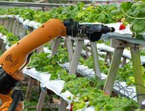 Automation in the fruit industry