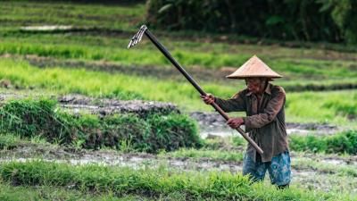 Farmer working the field