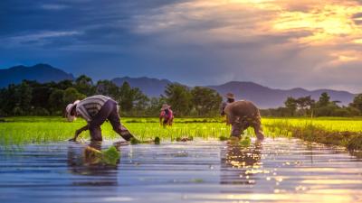 Four people on a farming field