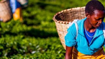 Kenyan tea farmer