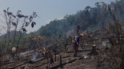 Deforestation in Rainforest region