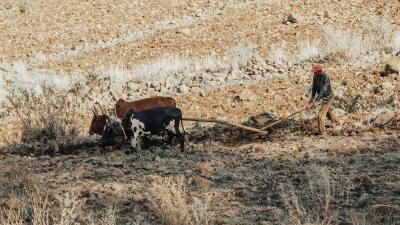 Ethiopian farmer plows fields with cows 