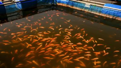 Red Tilapia Fish in cage farming.