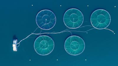 Aquaculture fish farm