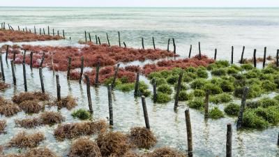 seaweed farm in green and red tones