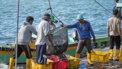 alaysian fishermen load freshly caught fish from a ship into plastic containers 