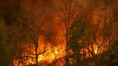 Blazing trees in wildfire