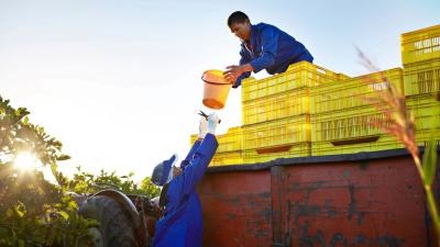 Two agricultural workers at work in a field.