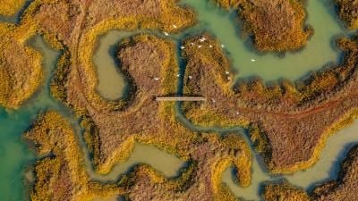 Aerial view of wetlands with golden-brown marsh vegetation and winding waterways, featuring a small bridge.