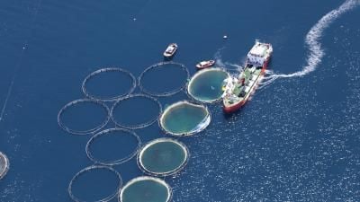 Aerial view of fish farming operation with circular pens and a service vessel creating a wake in deep blue water.