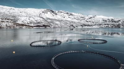 Circular fish farming pens in a cold fjord, surrounded by snow-covered mountains under blue sky.