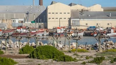 Fishing boats docked at harbor with industrial buildings in background and seabirds perched on poles.