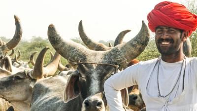 An Indian cattle farmer with several horned cows in background
