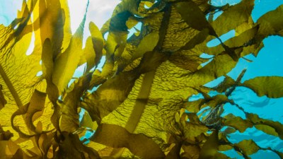 seaweed underwater